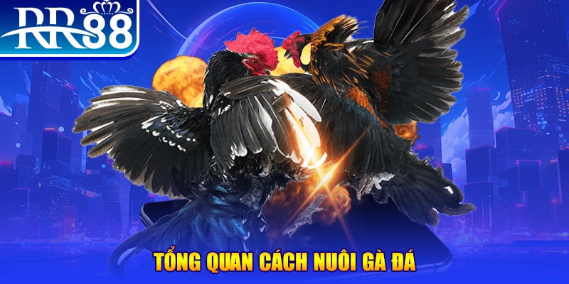 1133win VA Điện Tử