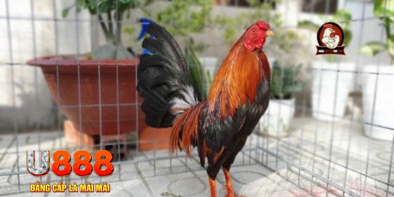 1133win casino máy tính