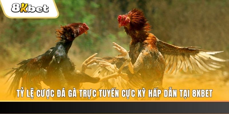 1133win đăng nhập phỏm trực tiếp